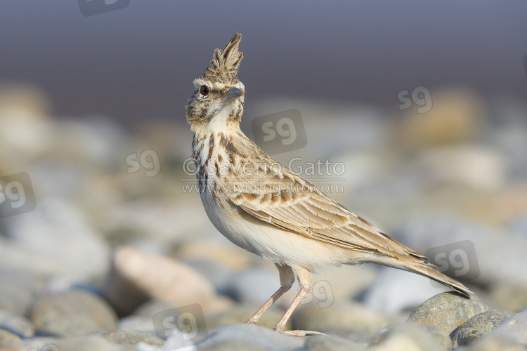 Crested Lark